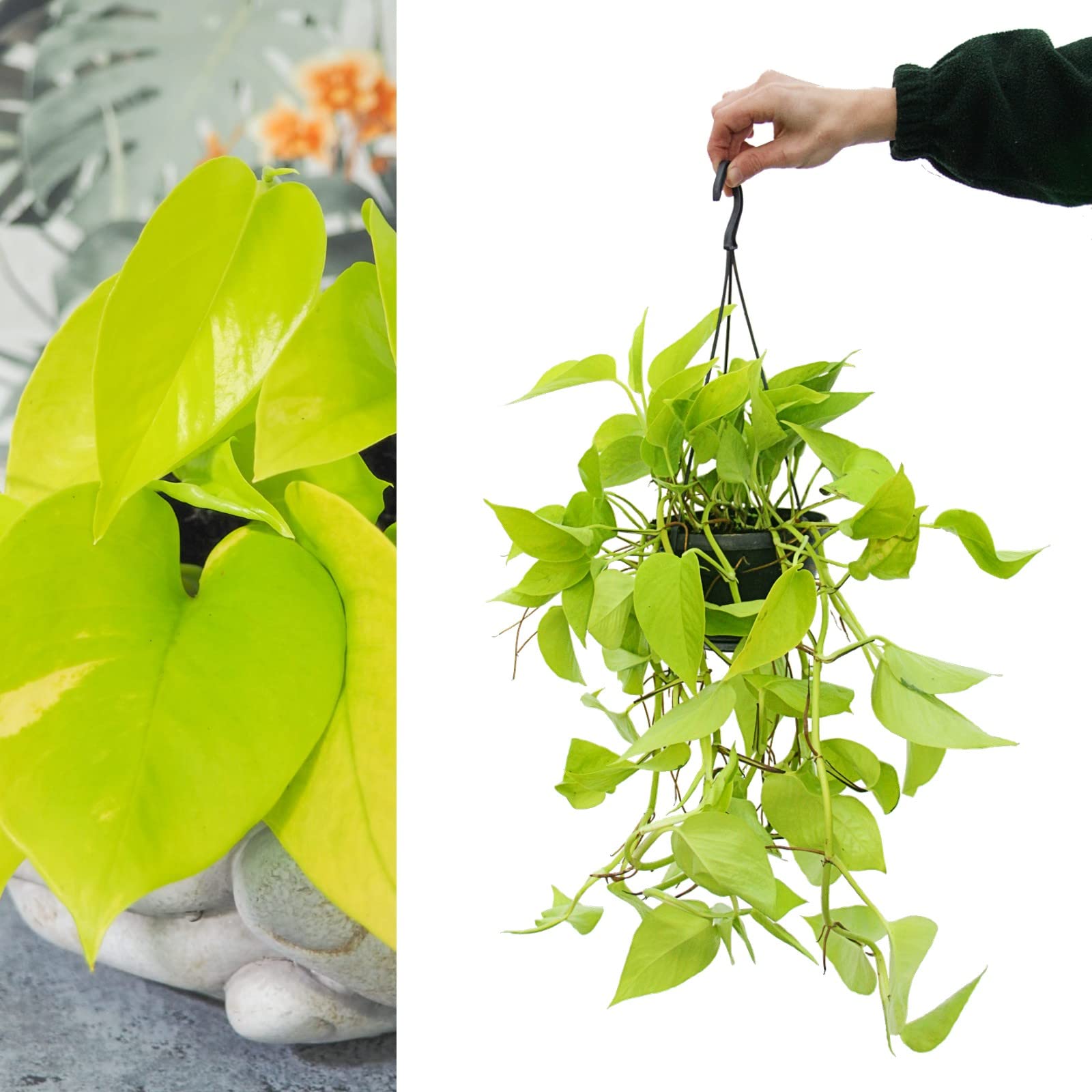 Carbeth Plants Epipremnum pinnatum Golden Pothos 1.5L Hanging Pot (1)