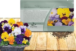 Outsidepride Velvet Mix Viola Pansy Seeds for Planting - 1000 Pcs. Biennial, Cold-Hardy & Pollinator Friendly Flowers with Fragrant Blooms for Garden Beds, Borders & Container Displays
