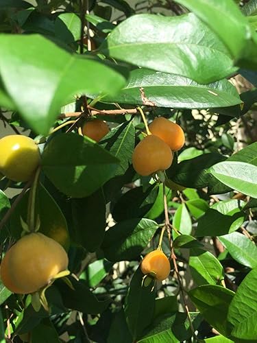Miniatura 4 de Eugenia Luschnathiana PITOMBA Planta en maceta Árbol de maceta de inicio de frutas 4-6034;