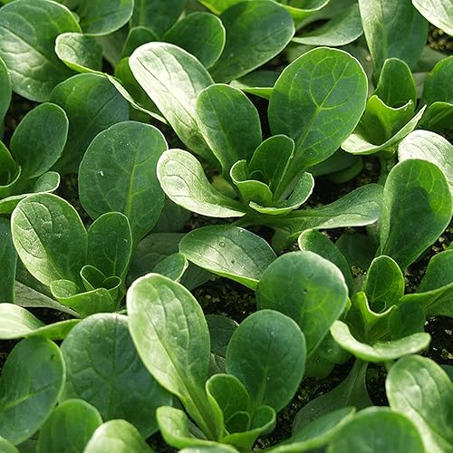 Miniatura 5 de Semillas Ensalada de maíz Lechuga de cordero Verduras tradicionales para plantar sin OMG