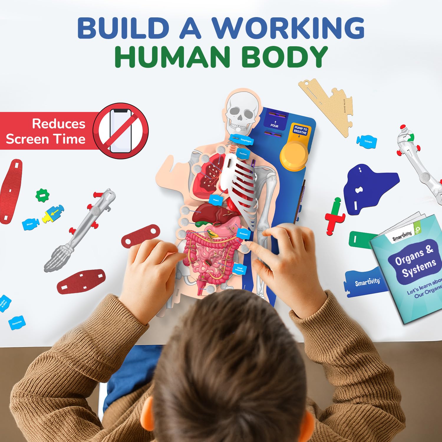 Smartivity Interactive Human Body Model