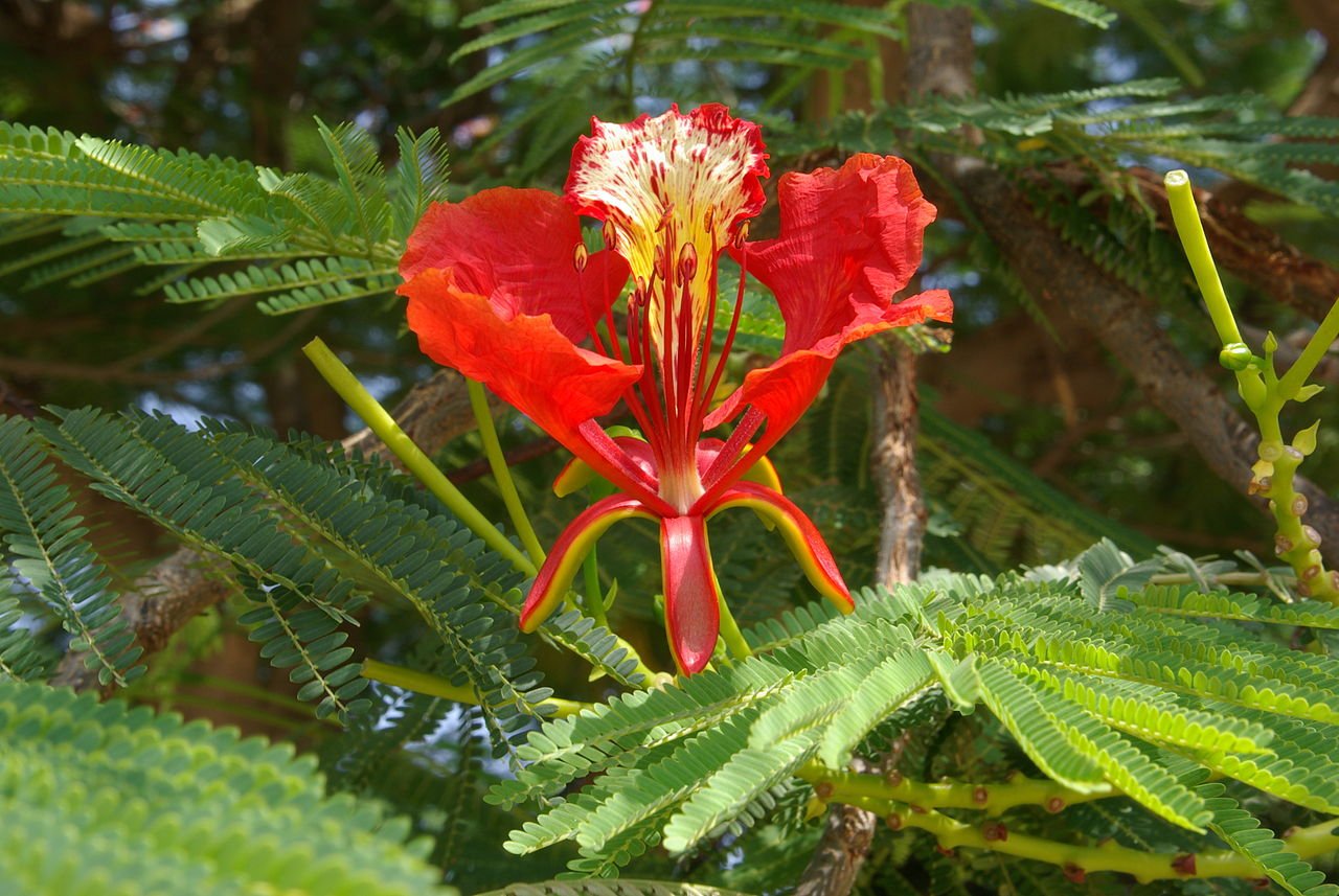 20 Semillas de Flamboyán Rojo - (Delonix Regia)