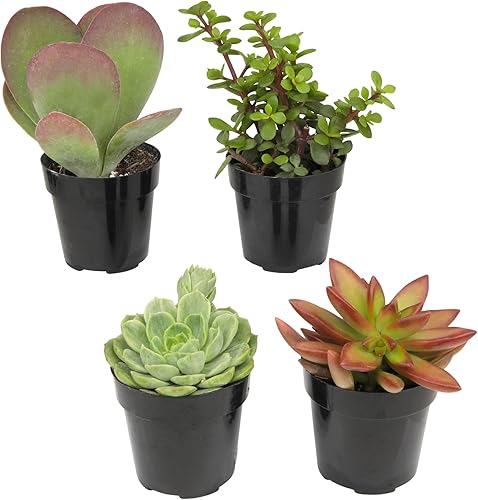 Miniatura 15 de Altman Plants, Plantas suculentas vivas (4 unidades), regalos para amantes de las plantas suculentas, plantas de interior vivas en tierra para