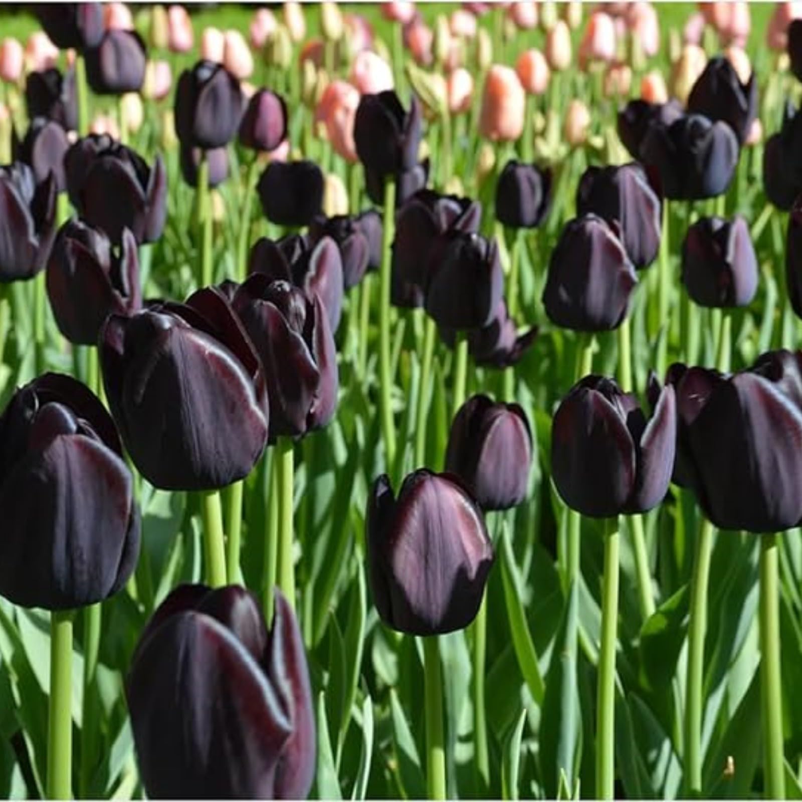 Tulip Bulbs Mix for Planting Now UK/Natural Organic/Good for Containers/Strong Plants That Grow Well/Greening Flower/Cut Flowers/Wedding Flowers.-5bulbs-G