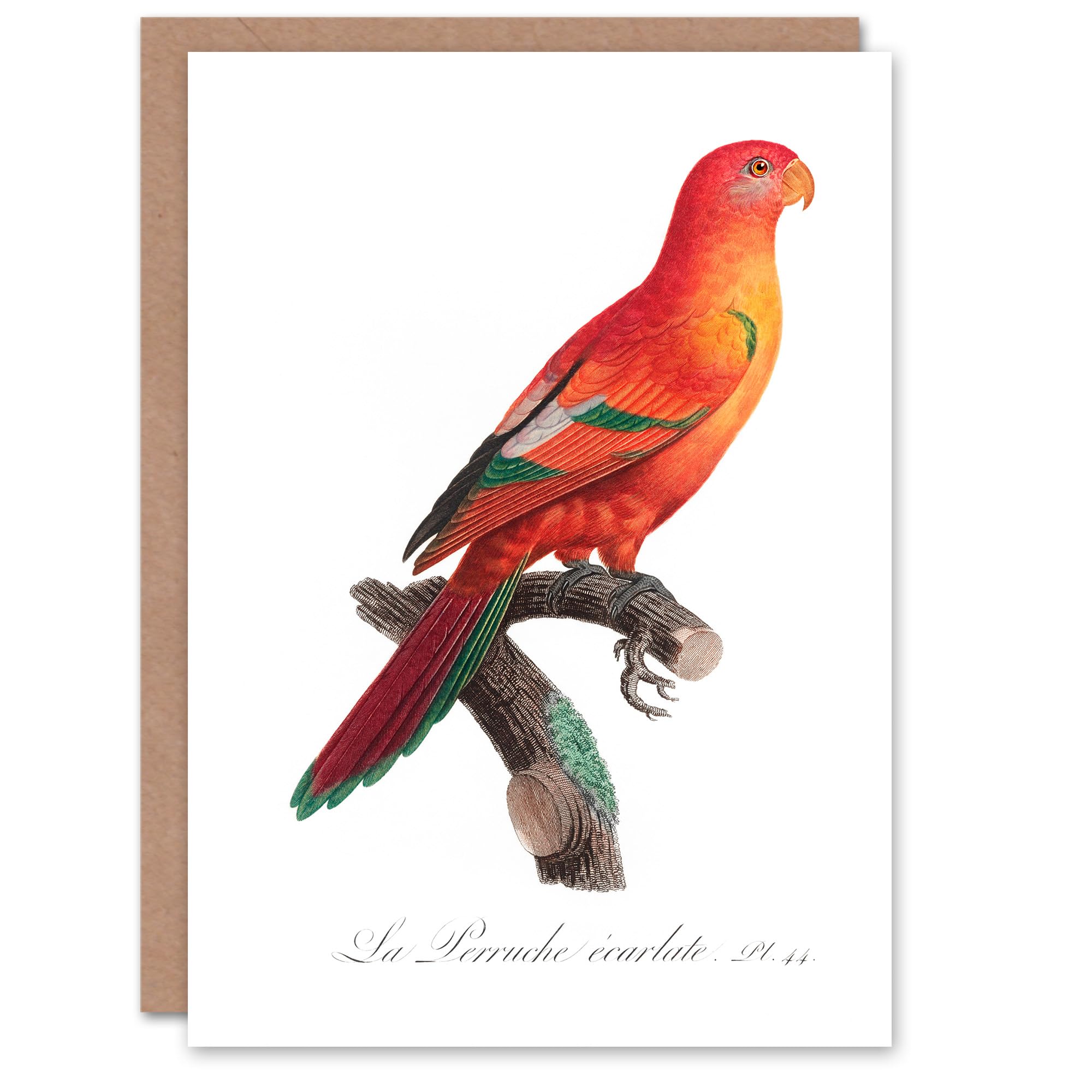 Artery8 Francois Levaillant Art Card The Crimson Shining Parrot