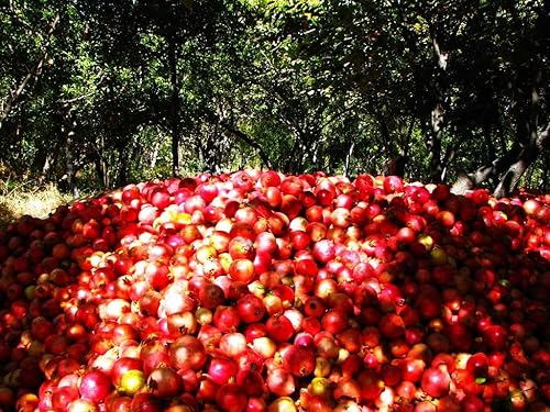 Miniatura 8 de Semillas de granado - Más de 50 unidades - para plantar Punica Granatum Anar Dalim Granate Pomegrenate Fruta roja Árboles antiguos Perennes Cultiva
