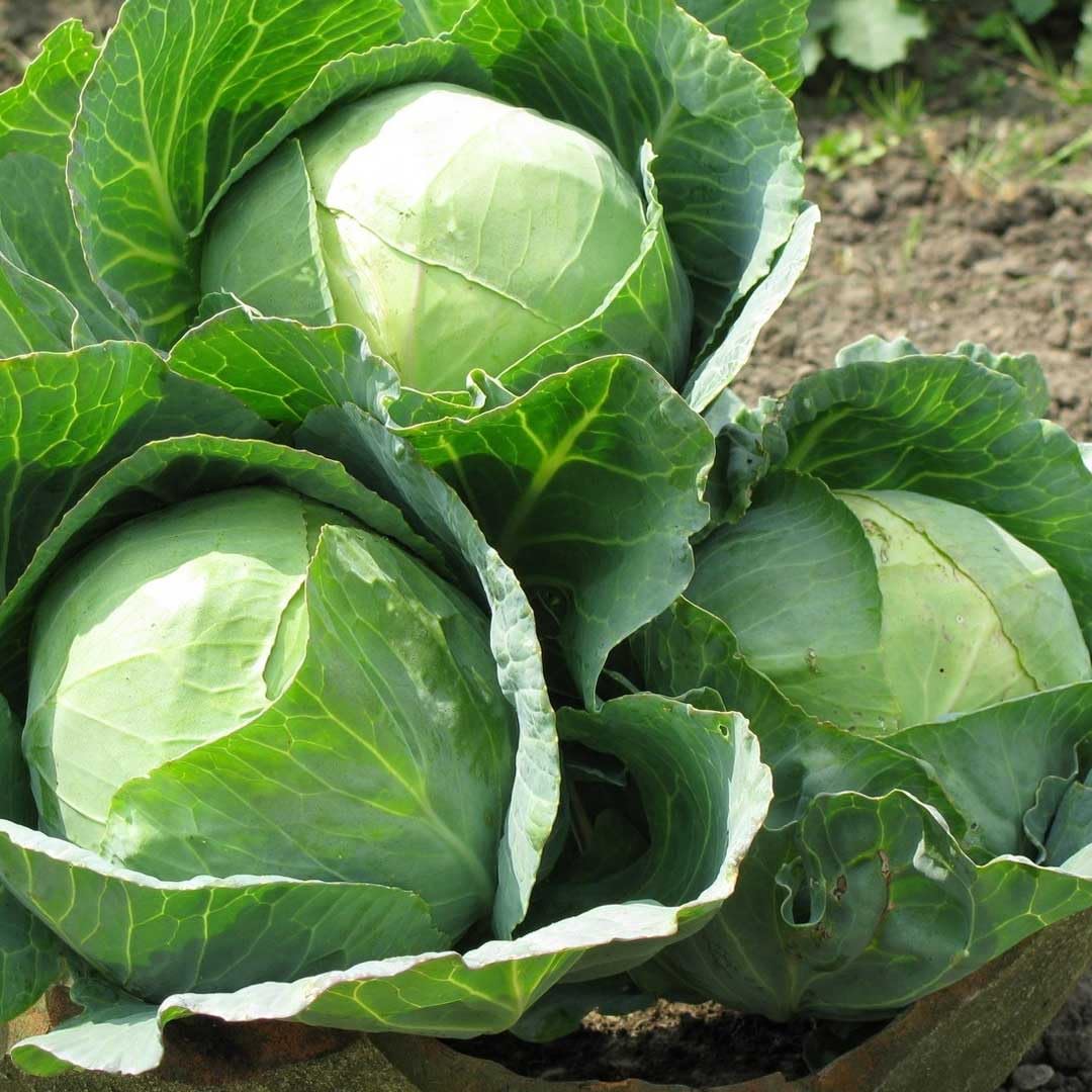Cabbage Hybrid F1 Seeds – High Yield, 1-1.5 kg Round Heads, Crisp & Sweet Green Leaves, Mid-Maturity, 300+ Seeds | Golden Hills Farm®-image-10