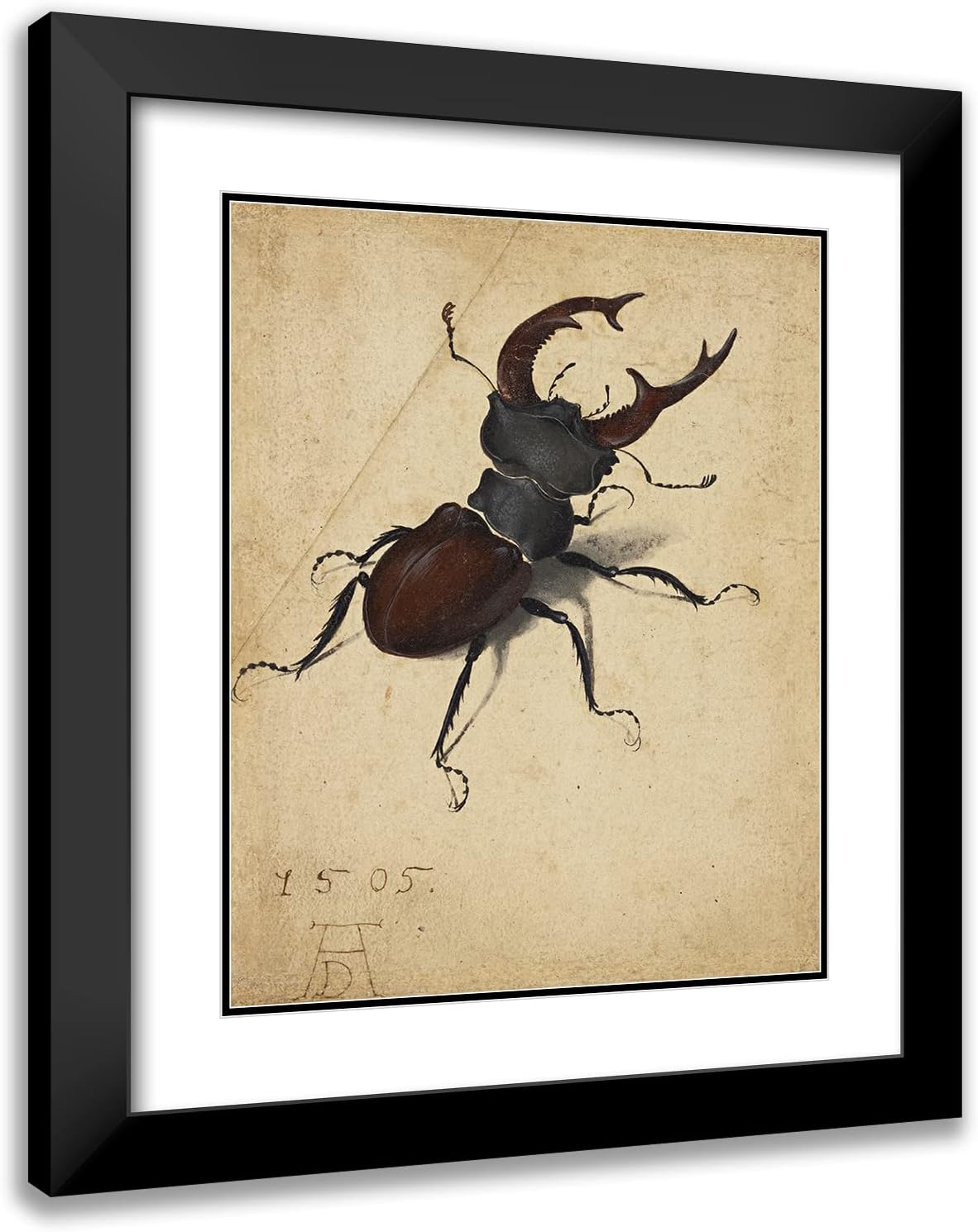 ArtDirect Albrecht Dürer 20x24 Black Modern Frame and Double Matted Museum Art Print Titled - Stag Beetle (1505)