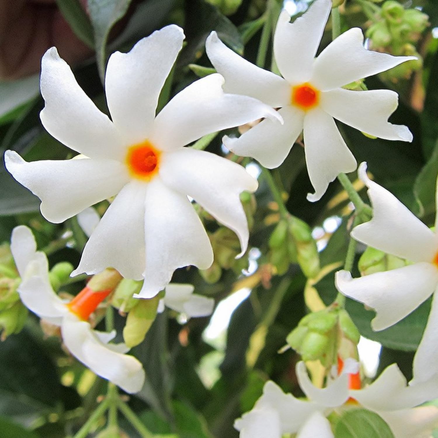 Hug A Plant | Pavizhamalli (Night Jasmine, Coral Jasmine) Jasmine Plant Flowering/Ornamental Live Plant (Home & Garden) (B0CQCCBPQX) Amazon Price History, Amazon Price Tracker