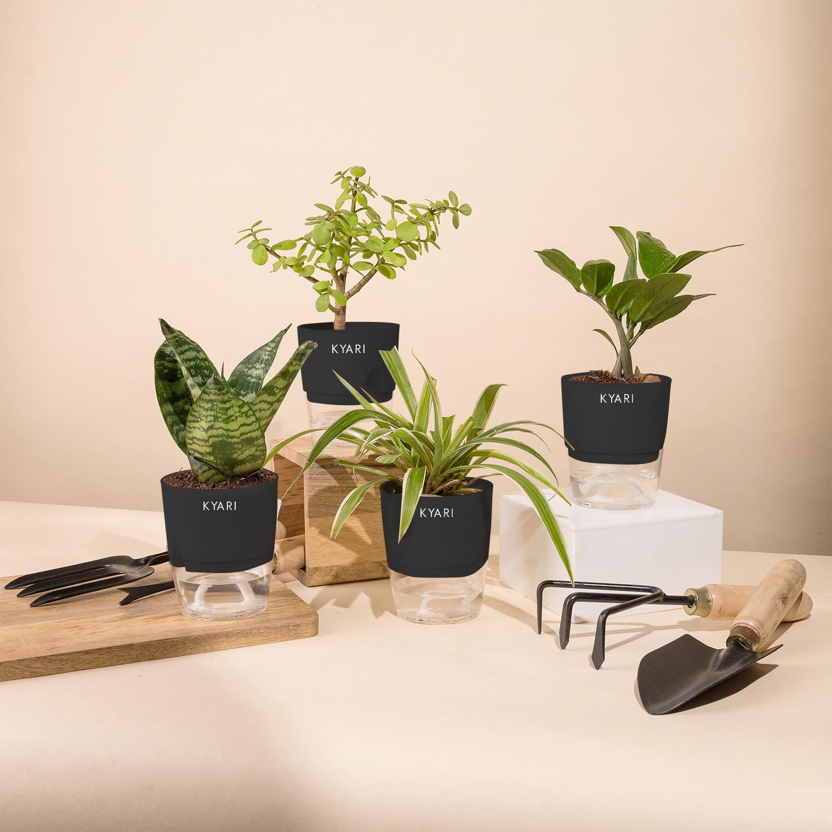 KYARI Sansevieria Green Snake-Zamia Green-Jade-Spider Combo of 4 Indoor Plants for Living Room | Live Plants | Plants with Black Pot for Home Air purifier plants | Plants for Home Decor & Garden (B0CHYWLHPL) Amazon Price History, Amazon Price Tracker