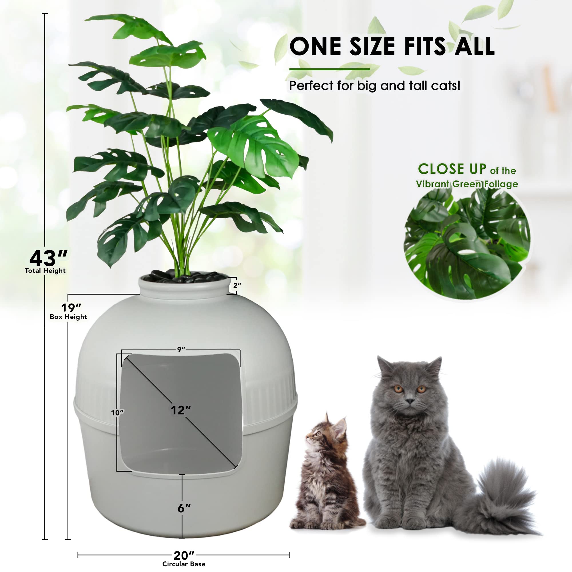 ligustrum rotundifolia Buy Ligustrum Rotundifolium from CJs Plant Farm – CJ's Plant Farm
