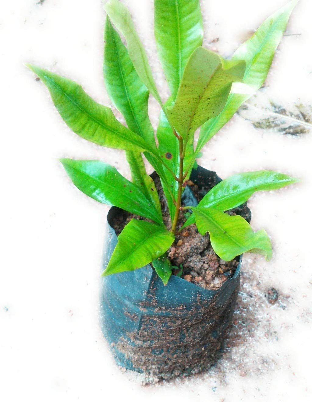 Creative Farmer Live Plant All Season Clove Plant Plants For Home Decor (1 Healthy Live Spice Plant) (B08Q8NDGQF) Amazon Price History, Amazon Price Tracker