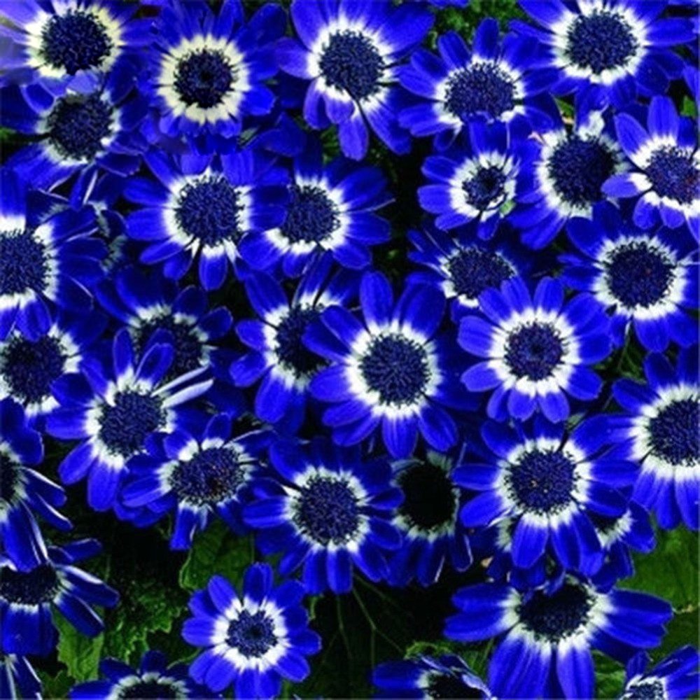 Nema Blue Cineraria Flower Seeds - 100 Pcs-image-2