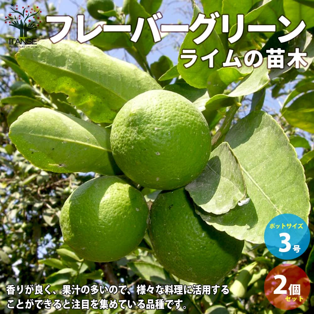 フレーバーグリーン　ライム苗　3年接木苗木　柑橘 フレーバーグリーン ライム苗 3年接木苗木 柑橘 フレーバー
