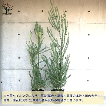 新品種アカシア「ゴールドチップ」7号鉢3本セット 新品種アカシア「ゴールドチップ」7号鉢130cm大株 アカシア