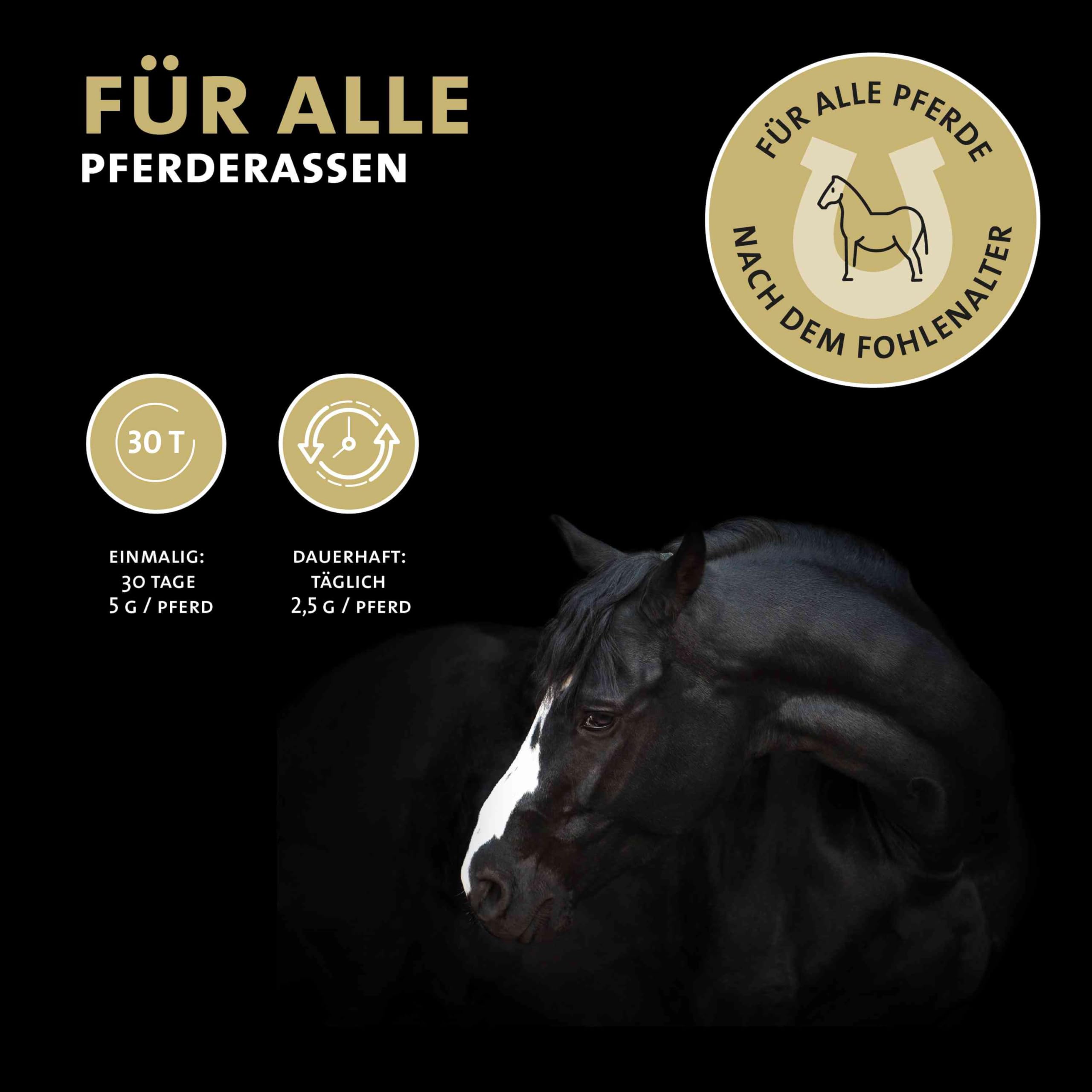 Peticare Wurm-Mix Pulver für Pferde | Natürliche Alternative, sekundierend zur Wurmkur & Wurmbefall | Für Pferde & Ponys | Pflanzliche Inhaltsstoffe mit Wurm-Kraut, Wermut | petHorse Health 4605