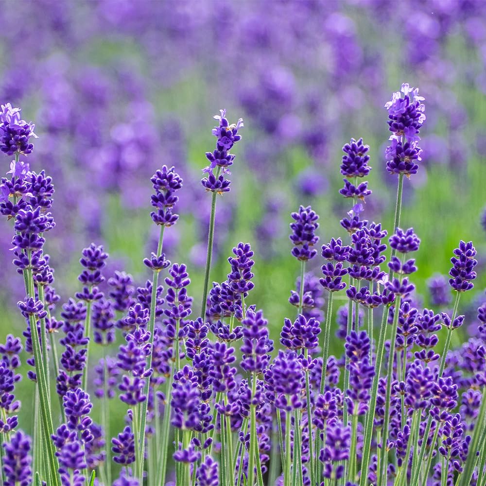 Amazon.co.jp: ITANSE ラベンダー イングリッシュ ブルー