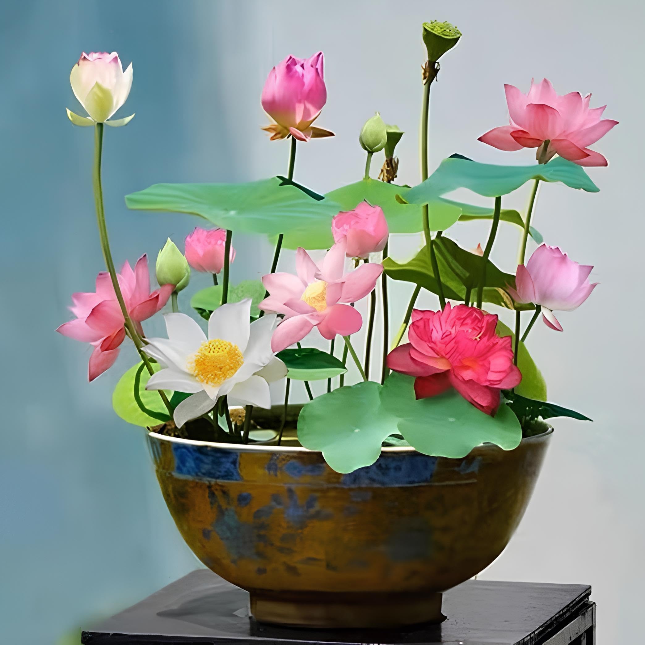 NooElec Seeds India 15+ Seeds- Bowl Lotus Seeds, Water Lily Flower Plant Seed Flowering Aquatic Fresh Garden Seeds
