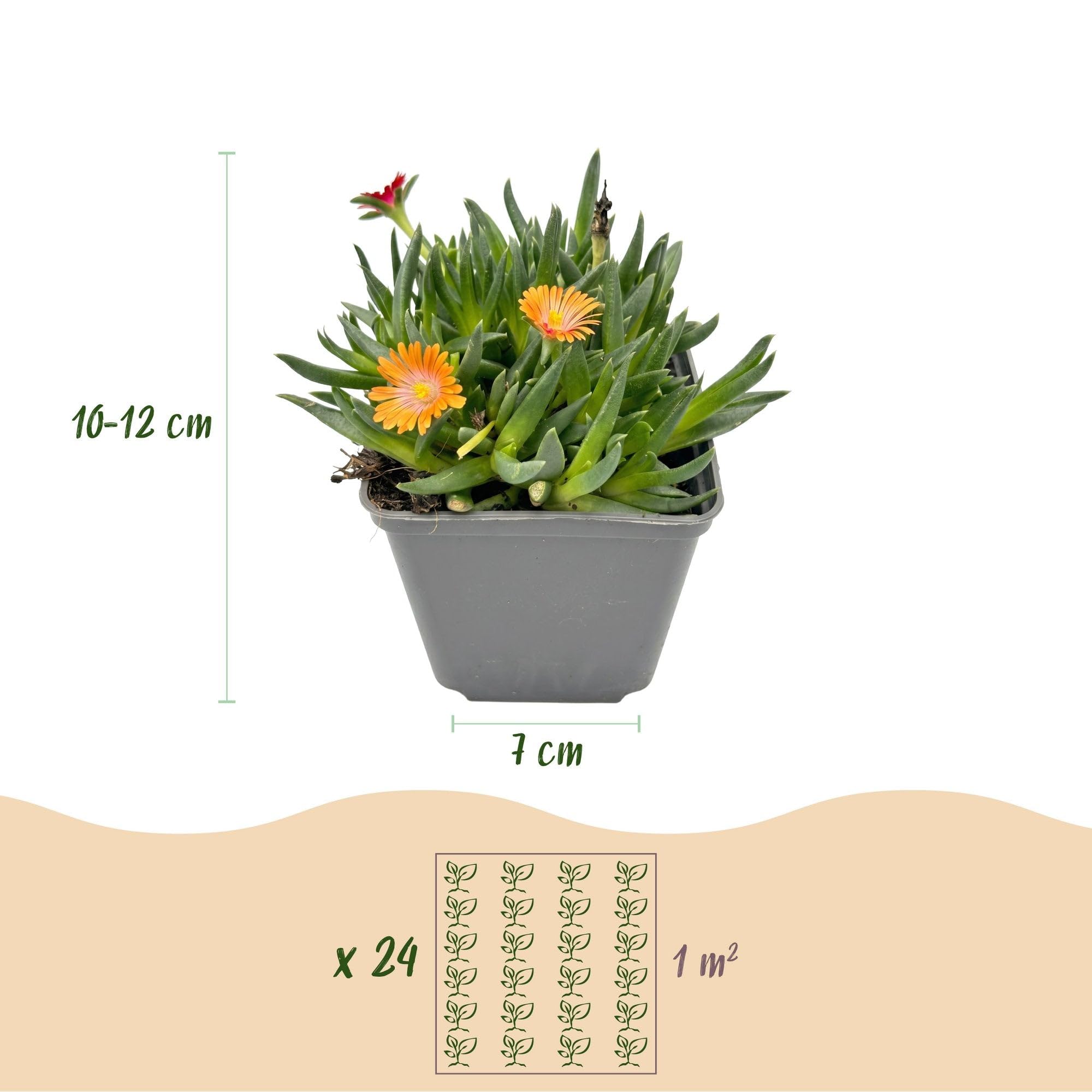 Green boutiQ - 24x Delosperma mix - Ficoïde à fleurs mélangées - Jaune, Violet, Rouge, Rose - Vivace - Ø7cm - 10-12cm