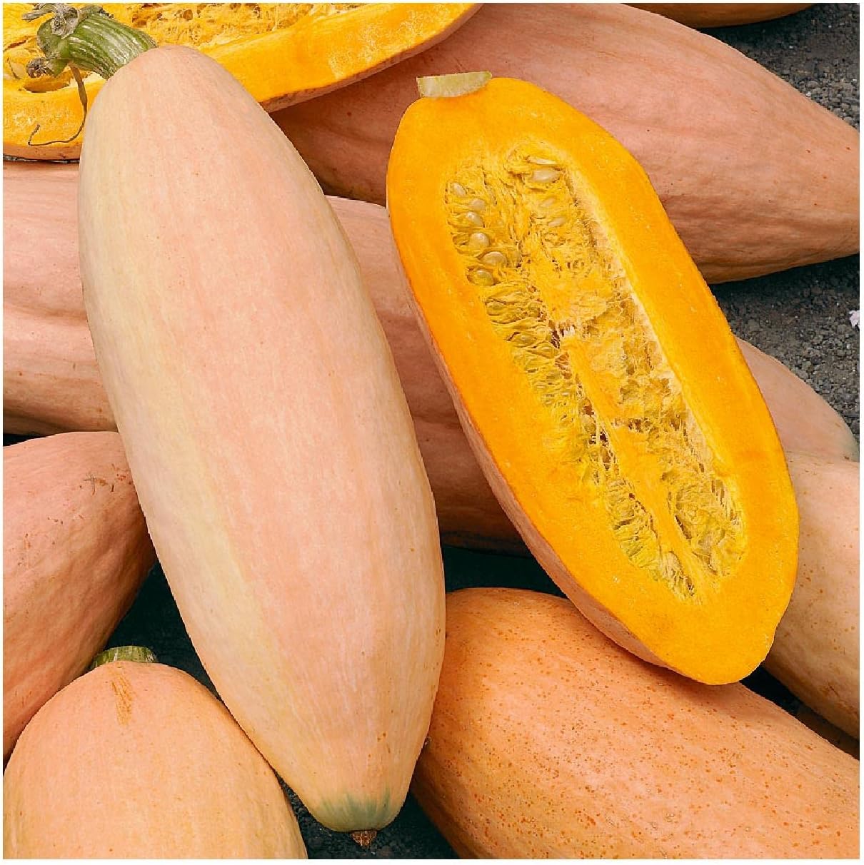 Everwilde Farms - 1 Lb Pink Banana Winter Squash Seeds - Gold Vault