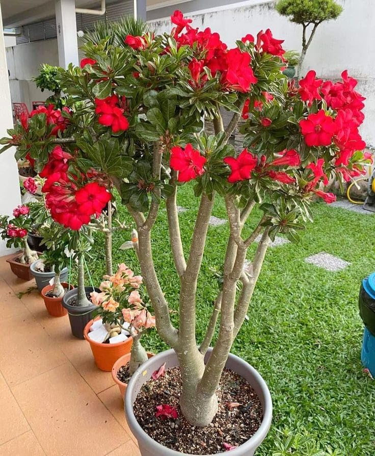 Red ADENIUM Organic Live Plant Original variety Healthy Plant Pack Of 1 (B0D84T41WJ) Amazon Price History, Amazon Price Tracker