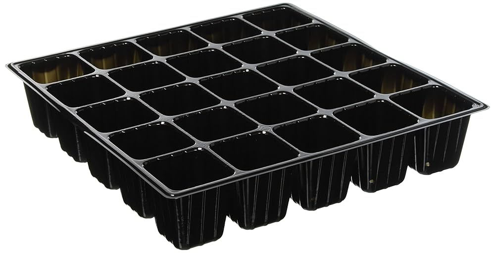 ブ*ト様 2025実生苗セットb 4センチポット ブ*ト様