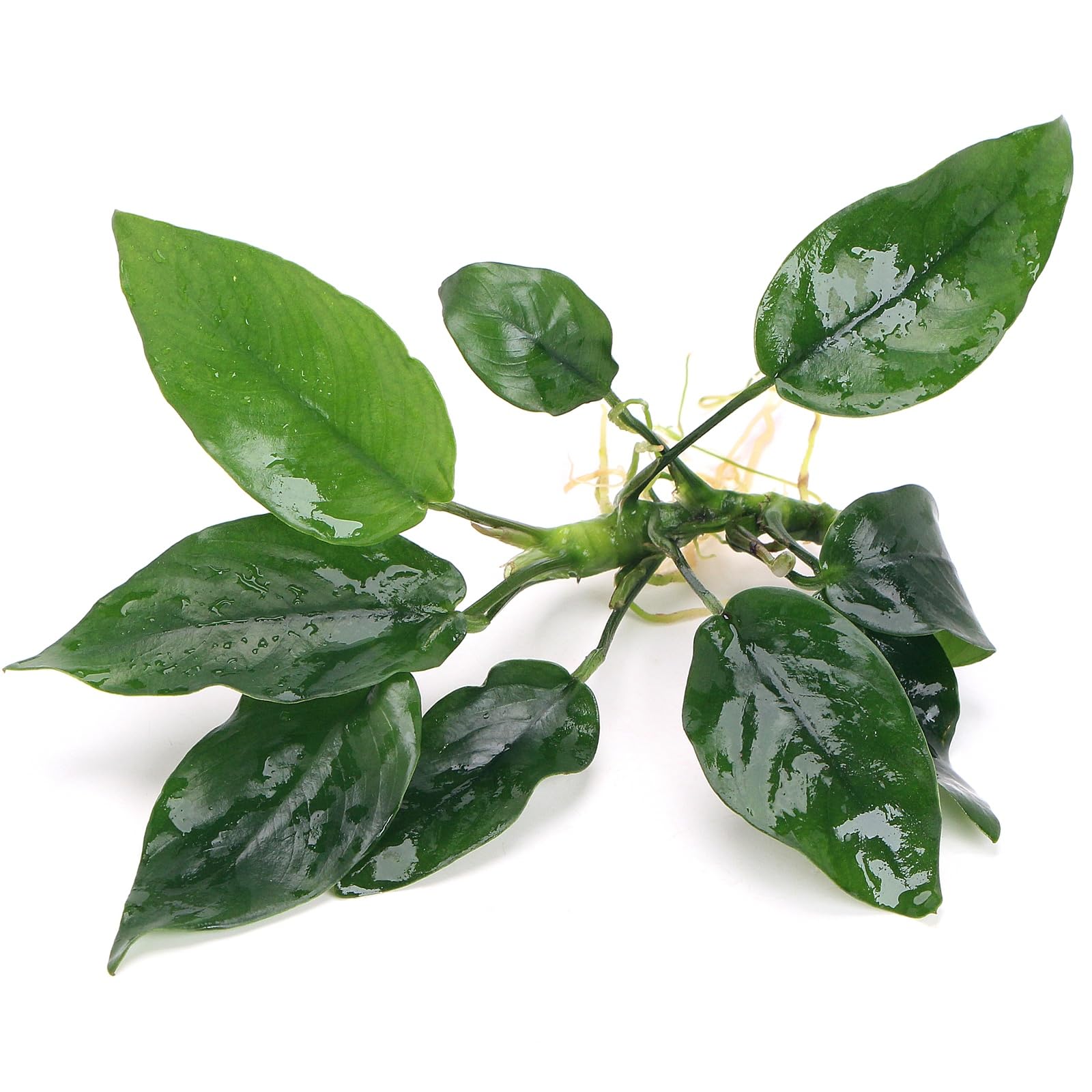 K2AQUA Anubias Short Live Aquarium Plant Compact Broad Green Leaves Easy Care Low Light Foreground Midground Freshwater Tropical Tank