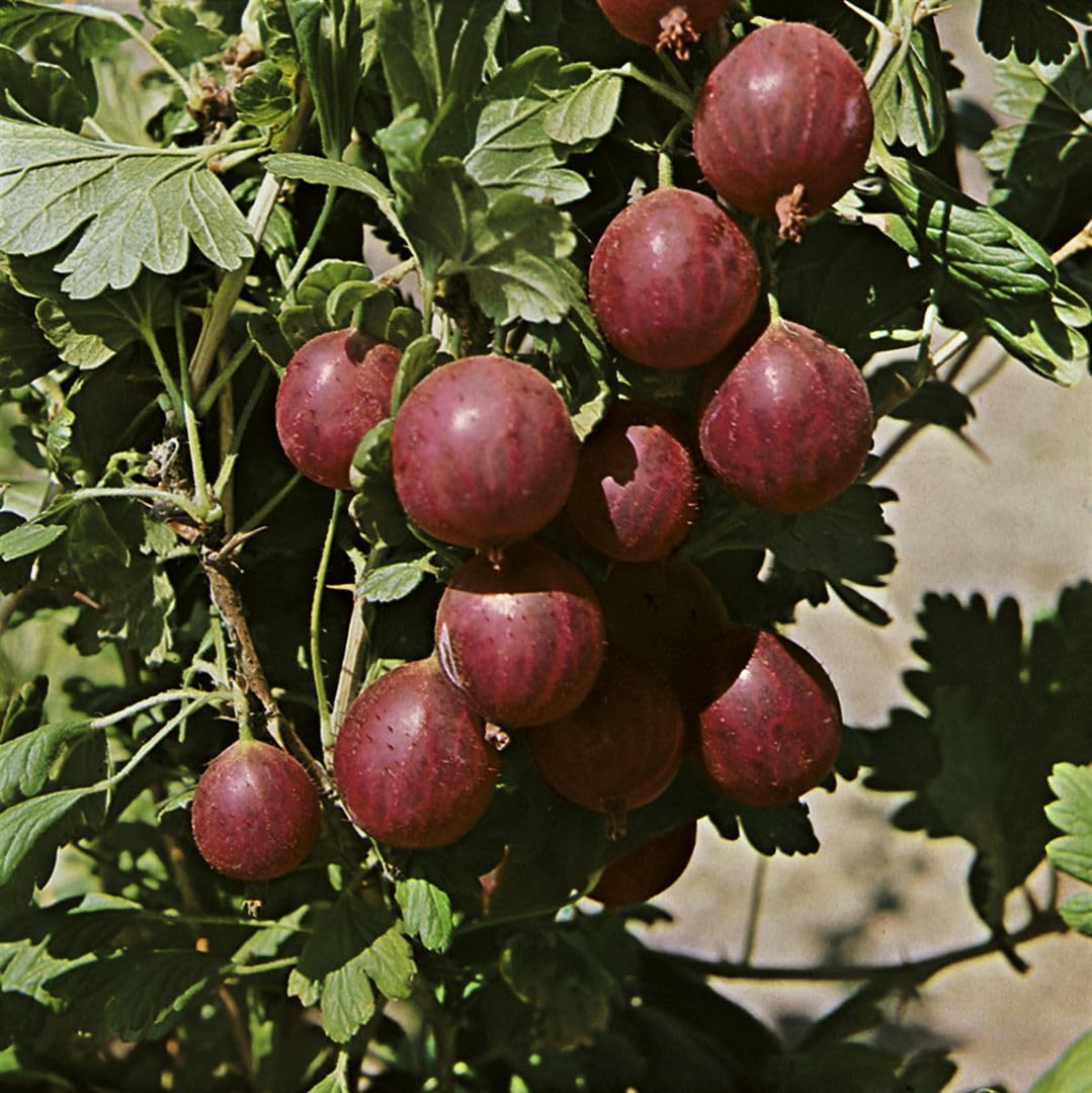Stachelbeere Ribes uva-crispa Relina 40-50 cm Beerenstrauch winterhart