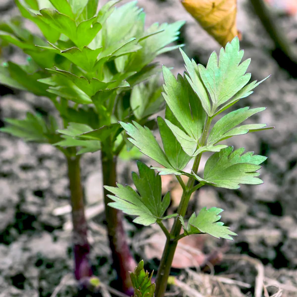 Lovage - Levisticum officinale Herb Seeds, Also Known as Love