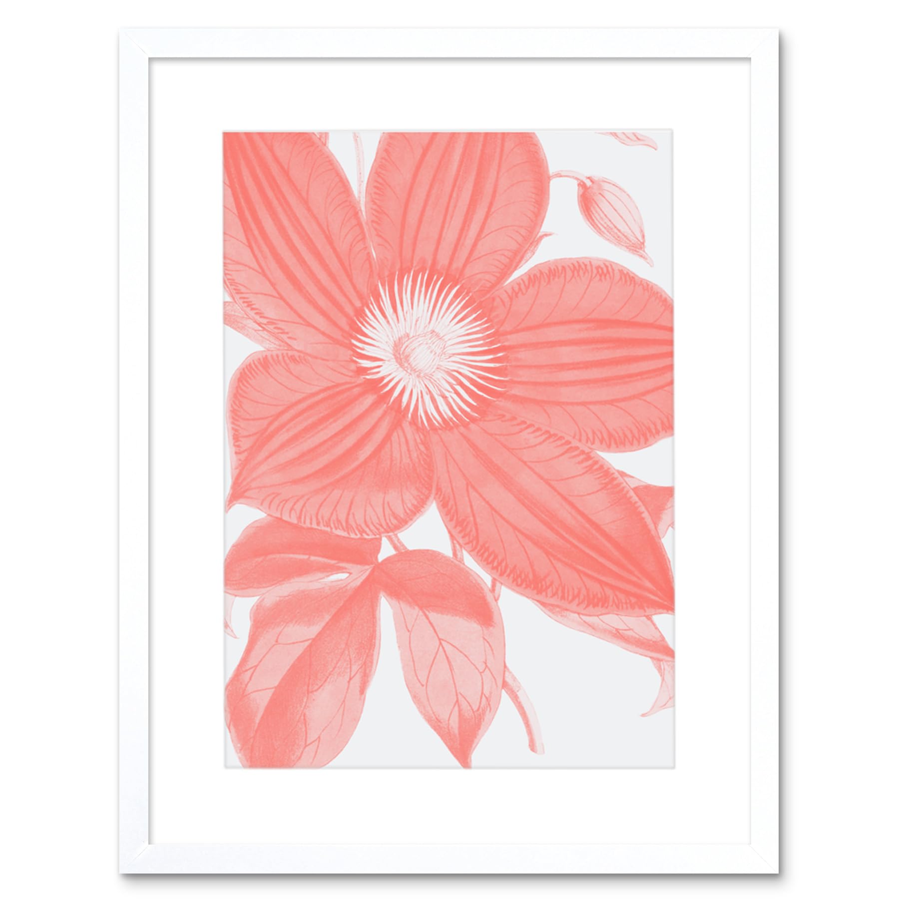 Wee Blue Coo Living Coral Clematis Flower Art Print White Framed Poster Wall Decor 12x16 inch