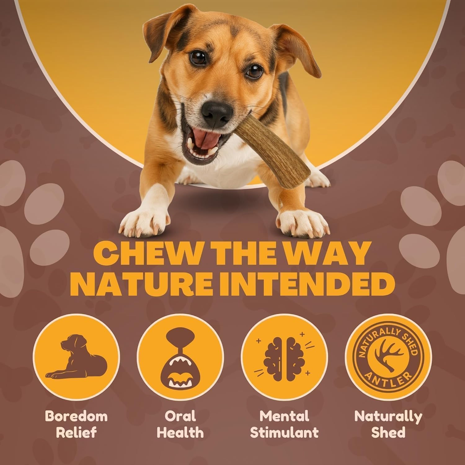 WhiteTail Naturals - Deer Antlers for Dogs - (Medium Whole- 2 Pack) - All Natural Antler Dog Chew - Naturally Shed, Long Lasting Chew Bone, Crafted in Texas