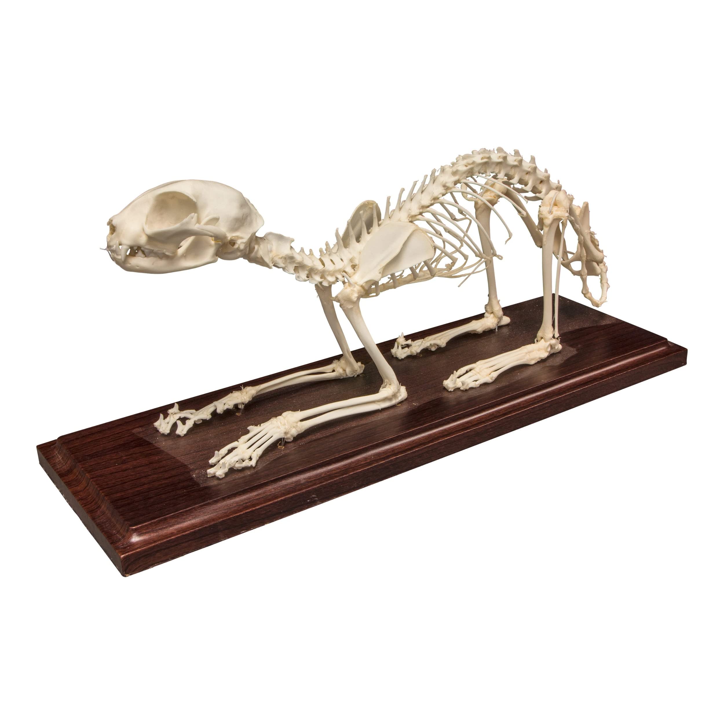Amazon.com: Real Cat Skeleton (鉸接式) : 工業與科學