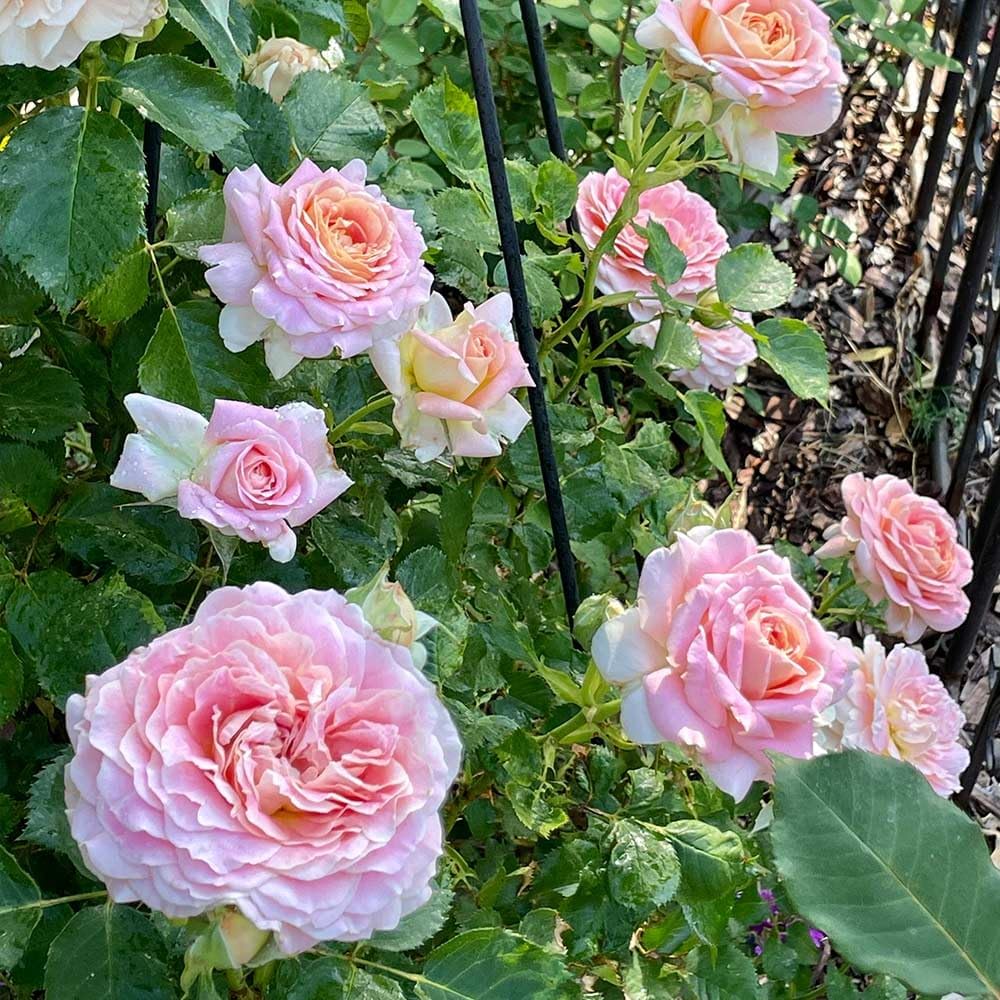 Heirloom Roses Fragrant Rose Plant - Fun in The Sun™ Live Orange Grandiflora Rose Bush for Planting Outdoors