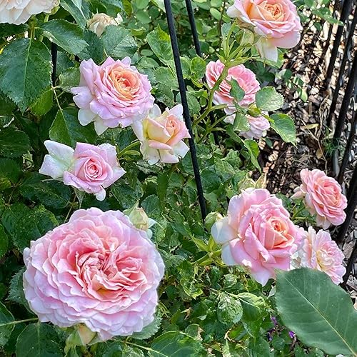 Miniatura 6 de Heirloom Roses Planta de rosa fragante Fun in The Sun Rosa Grandiflora de naranja viva para plantar al aire libre