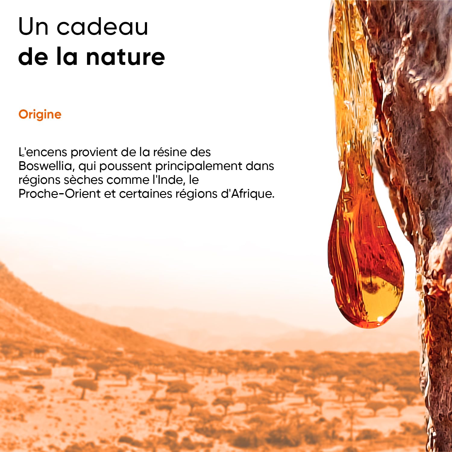 Boswellia Serrata 9400 mg 10 :1, 365 gélules, Pour 6 Mois, y compris le pilulier, 85% D'acide Boswellia, végétalien, qualité premium, testé en laboratoire, 100% de Boswelia Serrata Indien