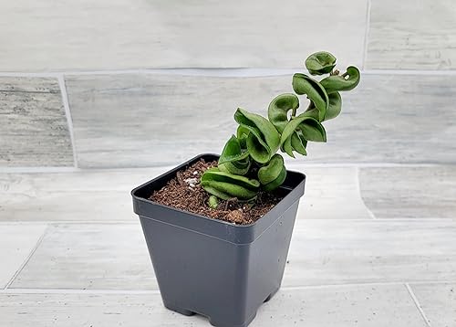 Miniatura 7 de Hoya Compacta - Plantas de interior raras vivas con cuerda hindú (todas las plantas son plantas completamente enraizadas) en 4 pulgadas por