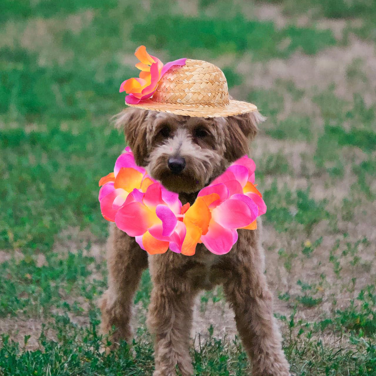 Cabilock Costume HawaïEn pour Chien avec Chapeau De Paille Et Guirlande Accessoires pour Animaux De Compagnie Tenue D'ÉTé Respirante avec Sangles Ajustables pour FêTes Photographie Et Vacances
