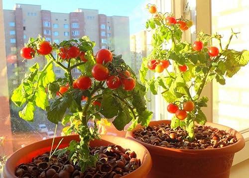 Miniatura 4 de Semillas de tomates cherry de arbusto enano para plantar alrededor de 20 semillas de tomate de interior
