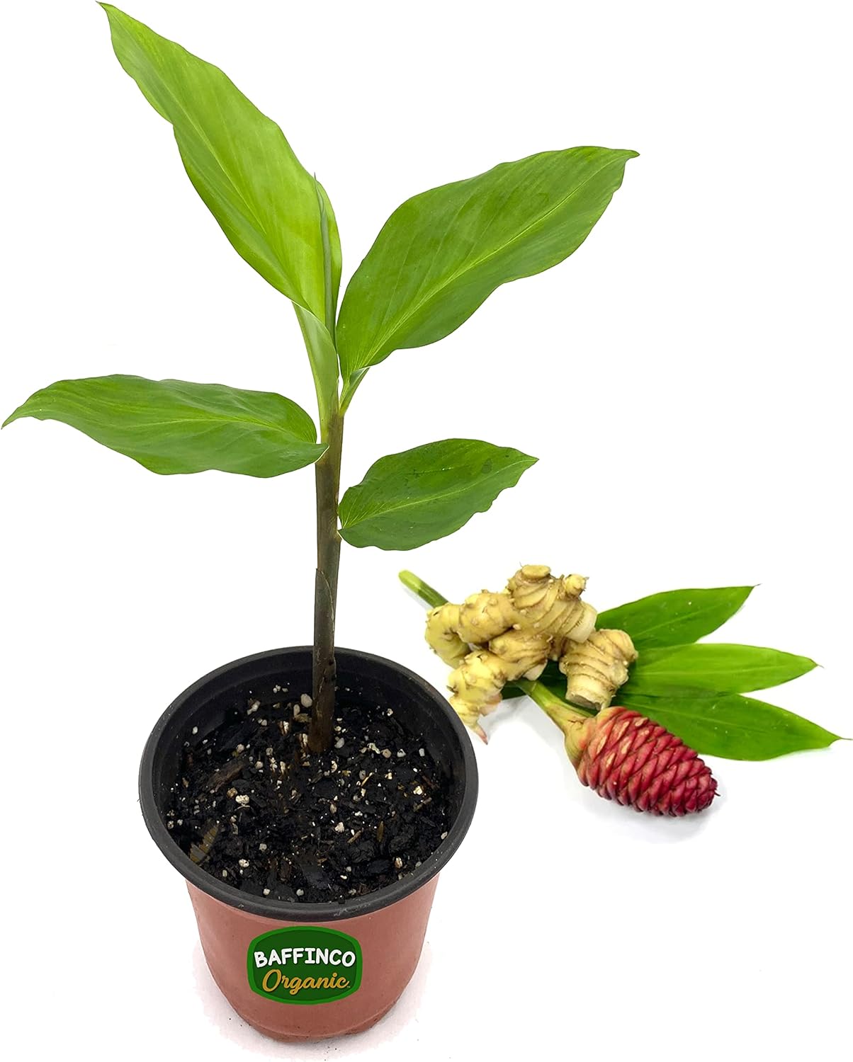 6" Organic Shampoo Ginger (Zingiber Zerumbet) Plant 100