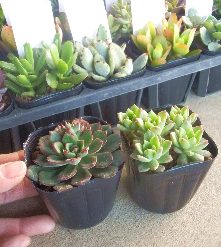 Amazon | 多肉植物ミックス 40ポットセット（2.5号） 多肉植物