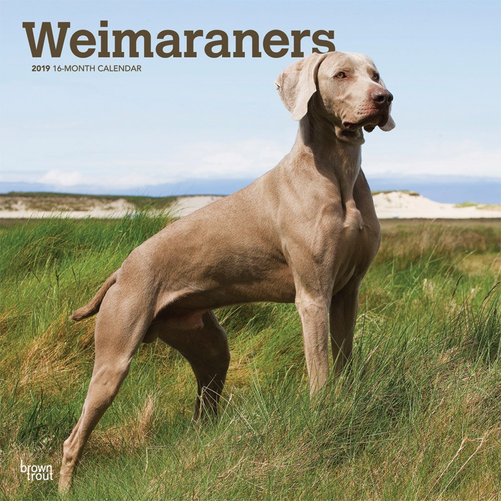 Weimaraner 16-Monate Kalender 2019 mit freier Dog Days-App (Wall-Kalender) inkl. September-Dezember 2018 Mini-Kaleder (Multilingual Edition)