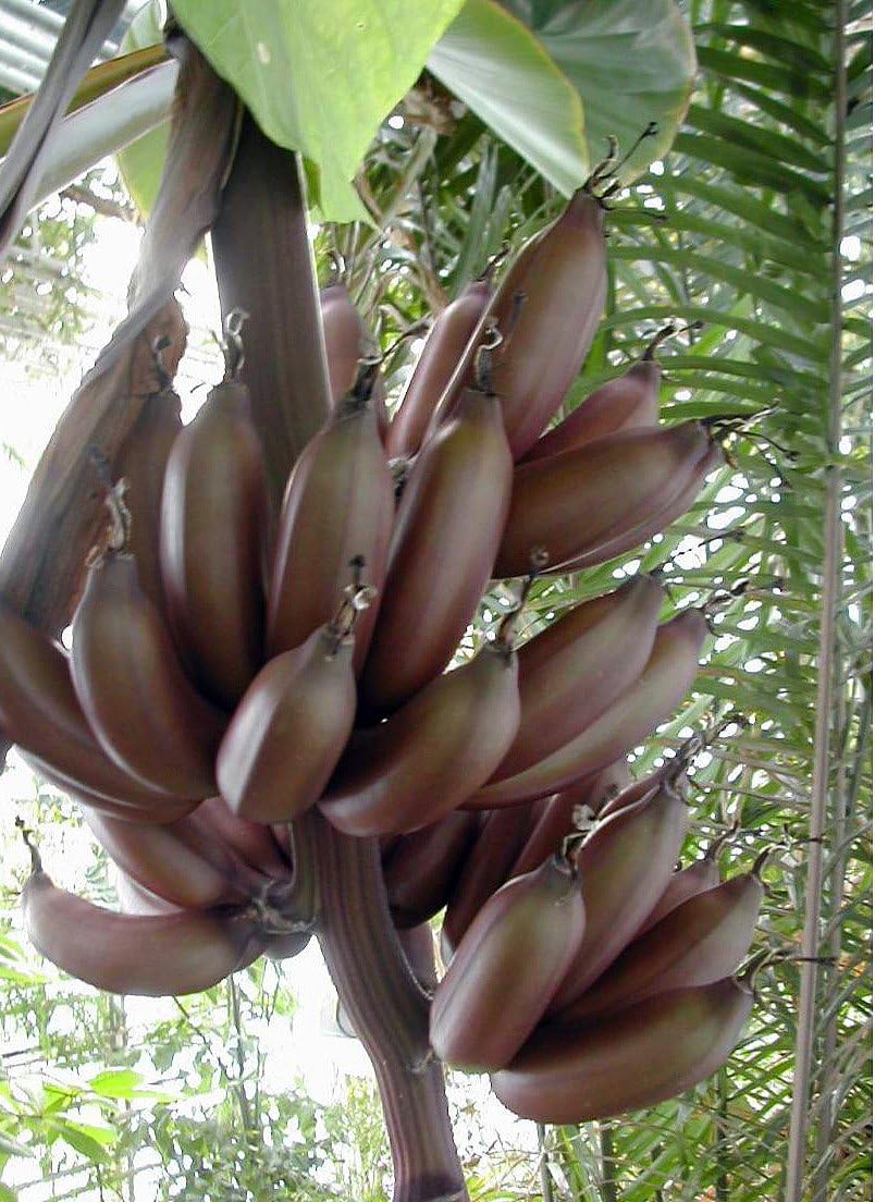French Banana 8 Seeds - Musa paradisiaca