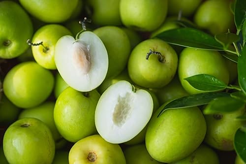 Nuevas semillas de fruta injertadas de manzana de azufaifo frescas 10pcs Generic