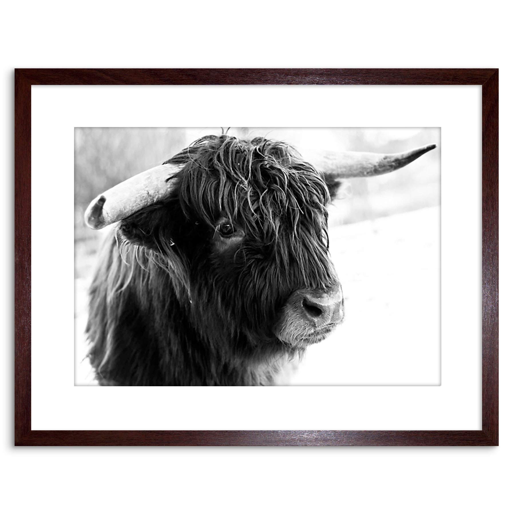 Wee Blue Coo Photo Composition Animal Livestock Highland Cow Bull Framed Wall Art Print