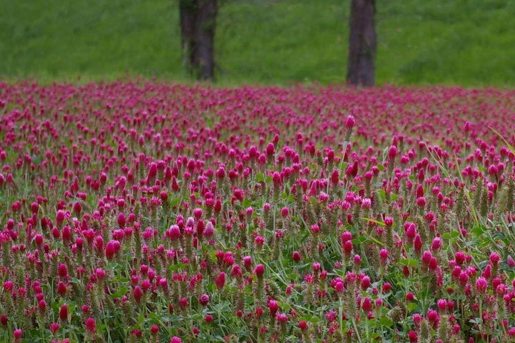 30 Crimson Clover (Garofano, Francese o Italiano Clover) Trifolium incarnatum semi di Fiore ~ ​​Palazzo del Sun
