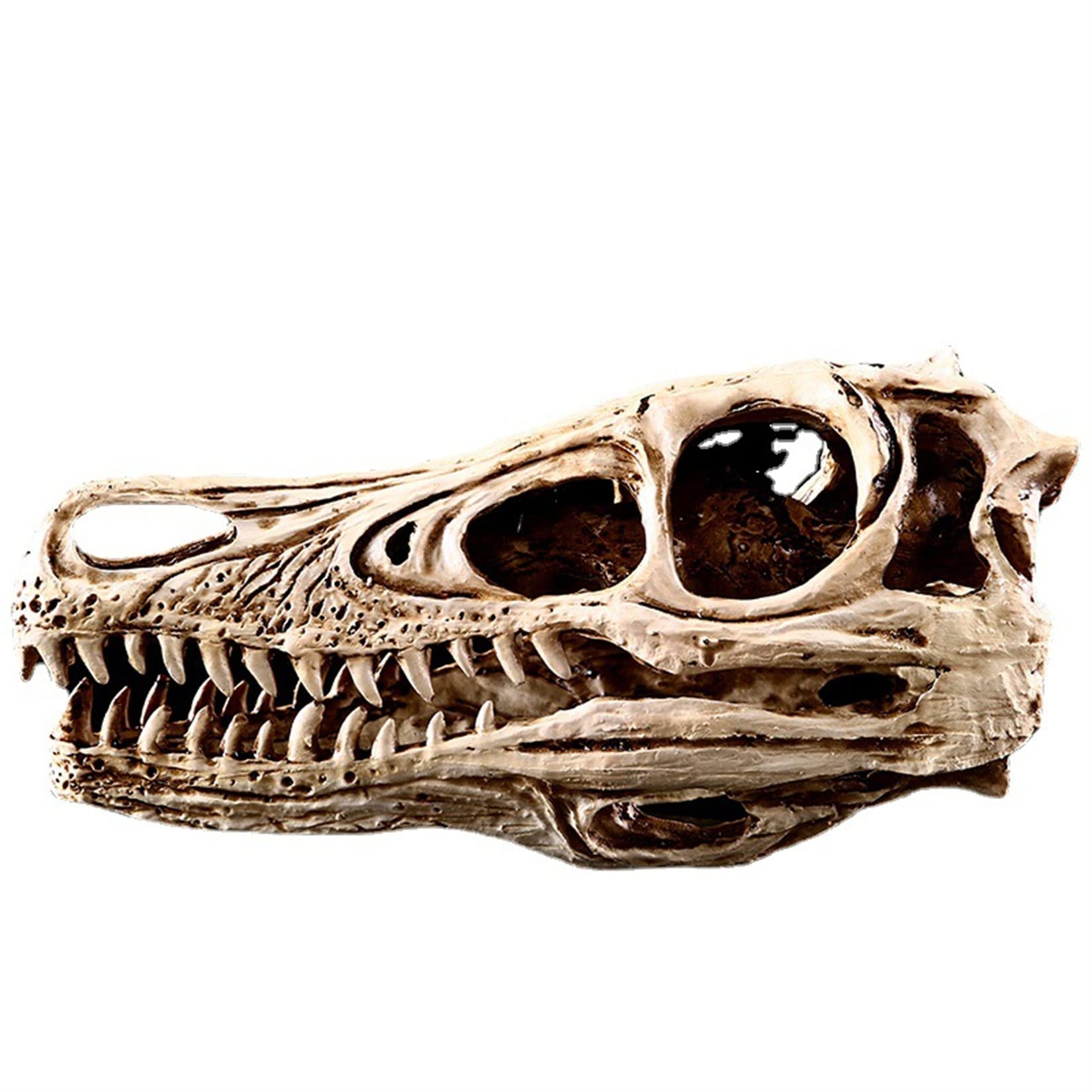 木彫　恐竜　バンビラプトル　頭骨模型実物大12cm 木彫 恐竜 バンビラプトル 頭骨模型実物大12cm - メルカリ