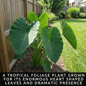Giant Elephant Ear (3 Bulbs) Colocasia Esculenta - Beautiful Bulbs,tropical