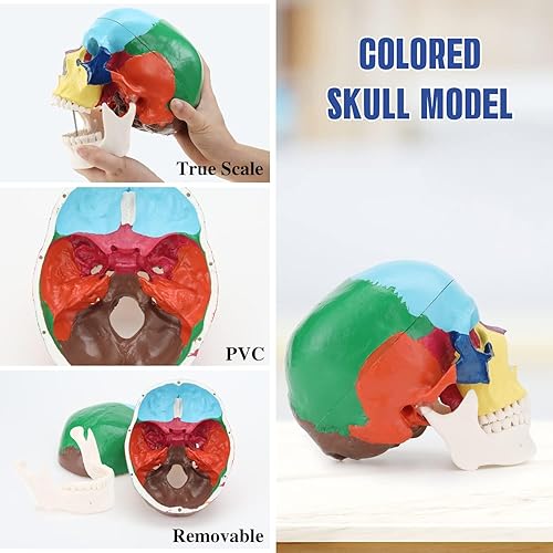 Miniatura 11 de RONTEN Modelo de cráneo humano, modelo de anatomía de cráneo, réplica de tamaño real, modelo anatómico anatómico para adultos con tapa de cráneo