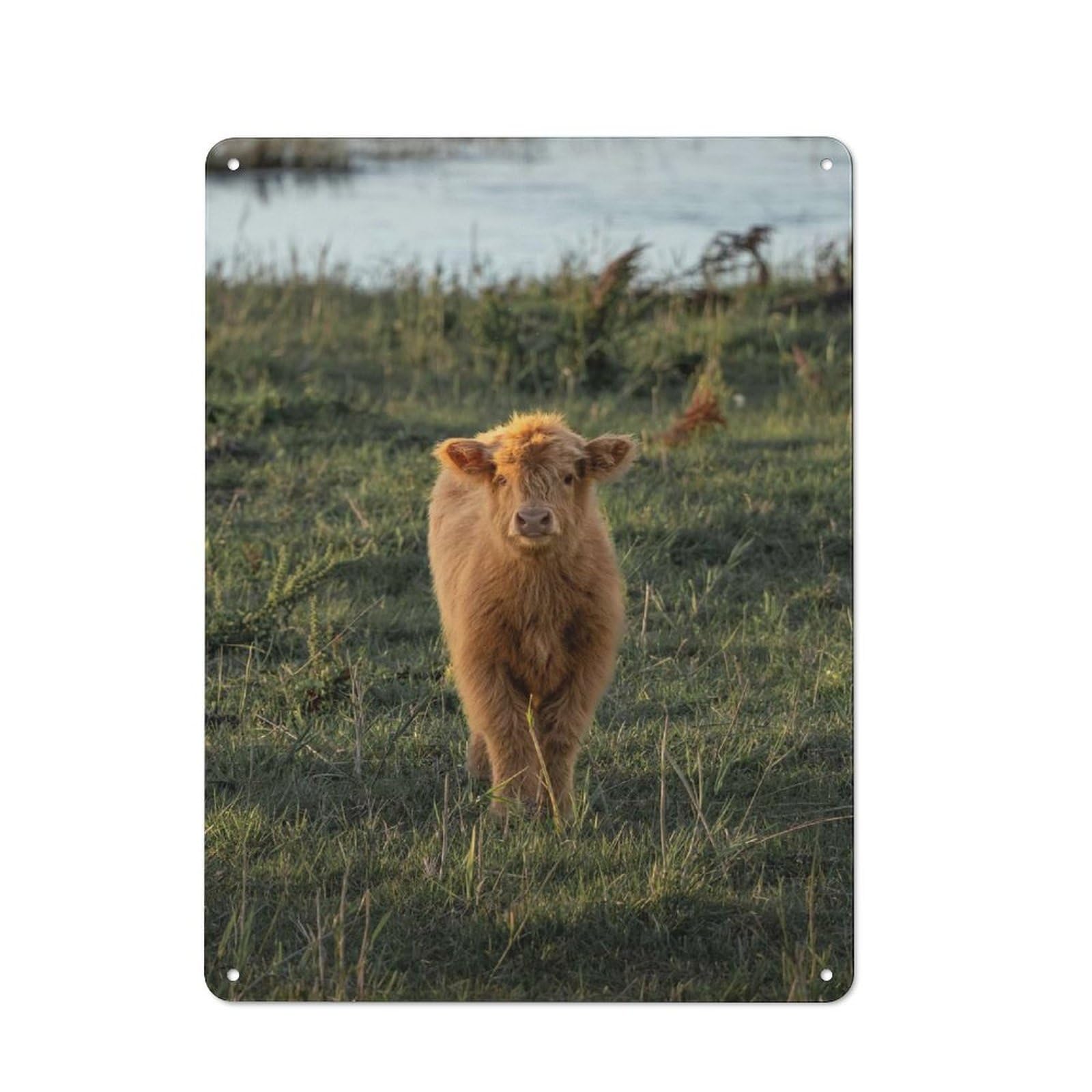 Highland Calf in Field Retro Metal Wall Decor 40x30cm, Metal Sign for Pub, Home Bar, Shed Or Man Cave, for Relaxed Wall Styling