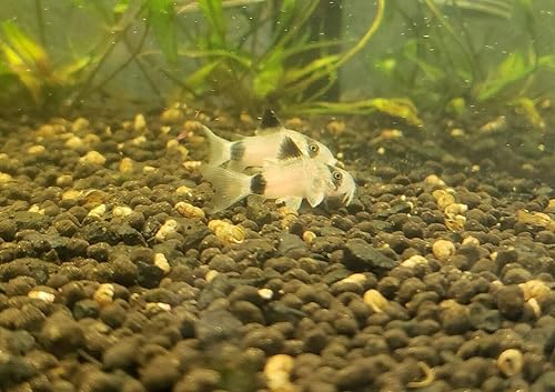 Miniatura 2 de 5 Corydoras panda, coricatos panda, lindo acuario de agua dulce Bagre